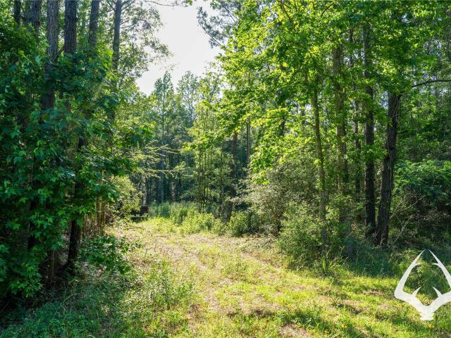 Land for sale in Colmesneil, Texas