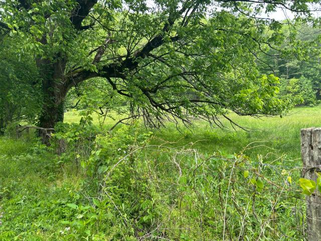 Land for sale in Oneida, Kentucky