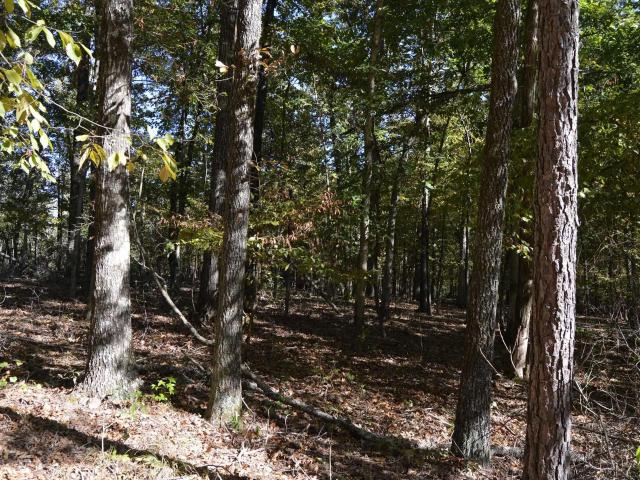 Land for sale in Alexander, Saline County