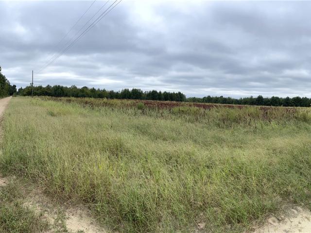 Land for sale in Springfield, Orangeburg County
