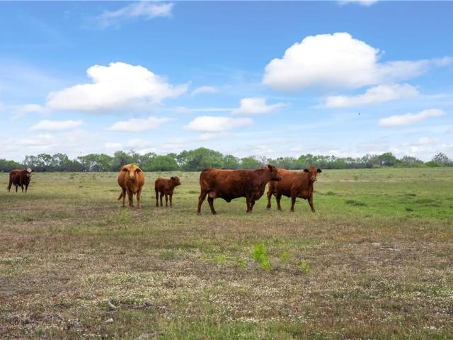 Land for sale in Kingsville, Texas