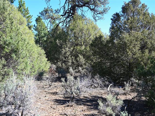 Land for sale in Los Ojos, New Mexico