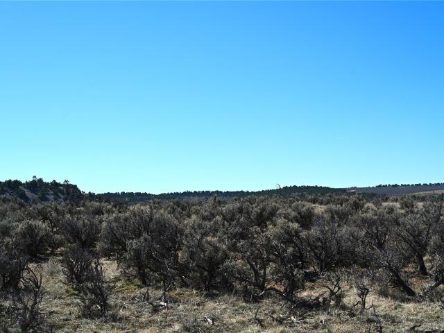 Land for sale in Los Ojos, New Mexico