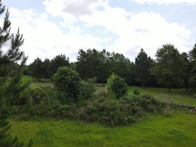Land for sale in Barnwell, South Carolina