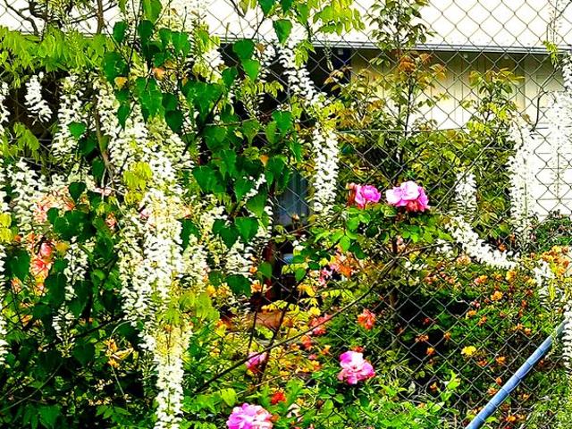 House for rent in Otakou