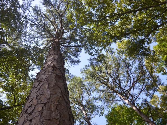 Land for sale in Somerville, West Tennessee