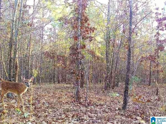 Land for sale in Munford, Alabama