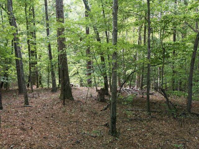 Land for sale in Holly Springs, North Carolina