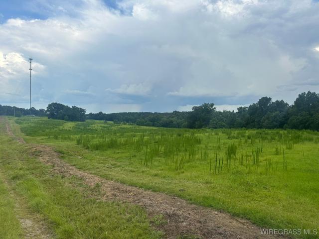 Land for sale in Brundidge, Alabama