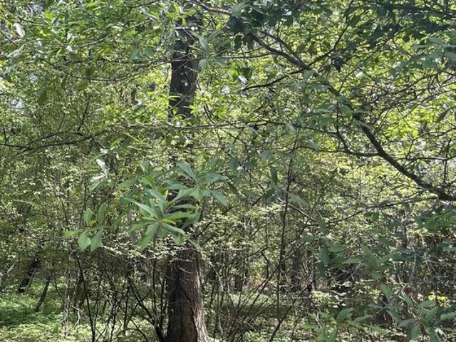 Land for sale in Eutawville, South Carolina