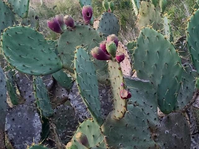 Land for sale in San Diego, Texas