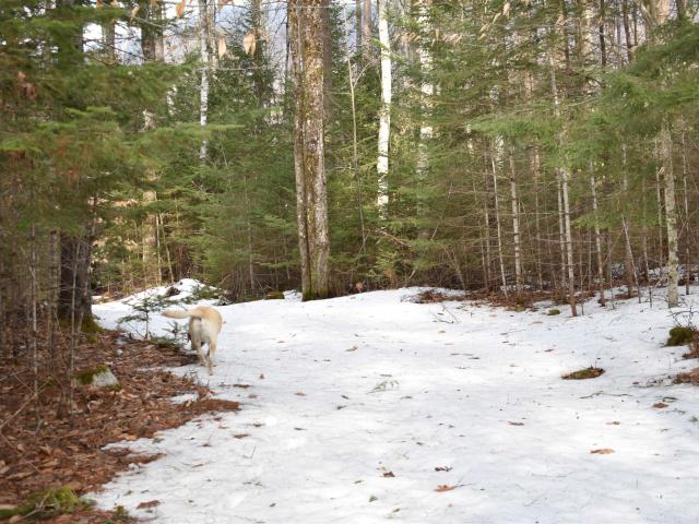 Land for sale in New Hampshire