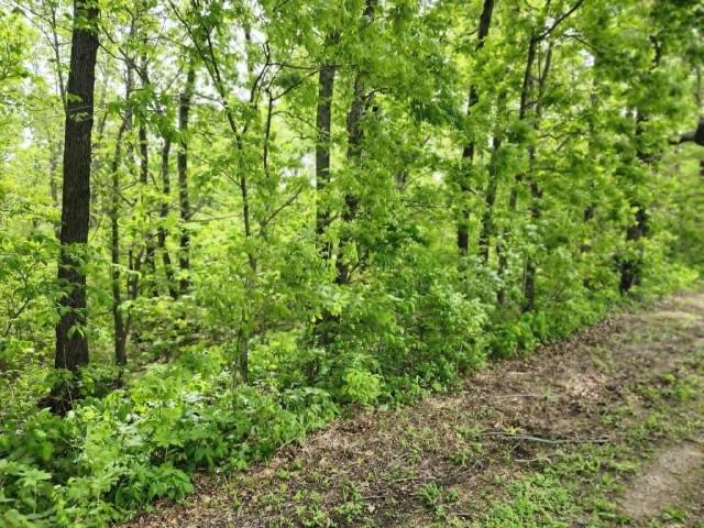 Land for sale in Norwood, Missouri