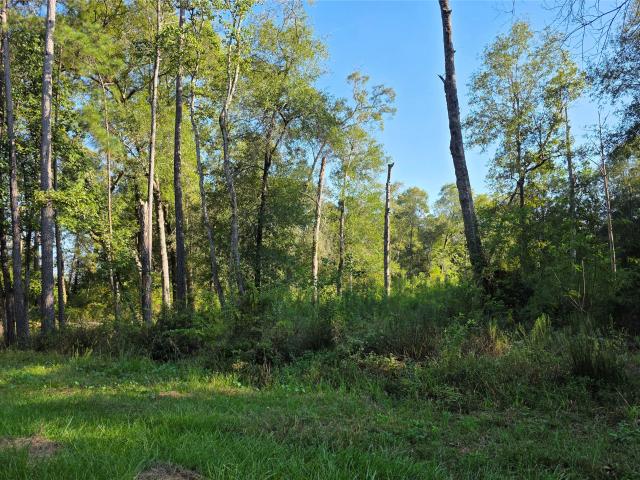 Land for sale in Shepherd, San Jacinto County