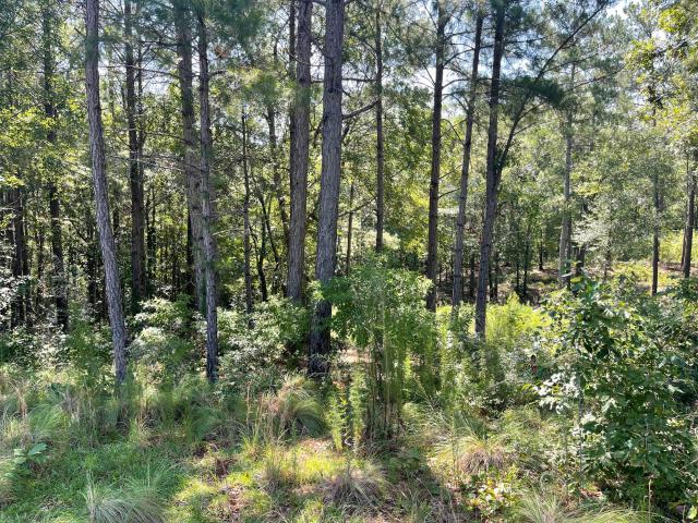 Land for sale in Graniteville Land for sale in Graniteville