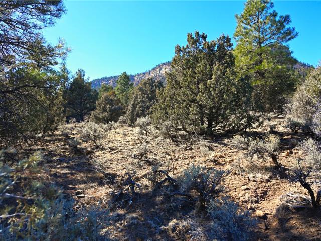 Land for sale in Los Ojos, New Mexico