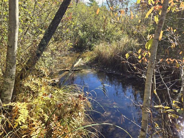 Land for sale in Bitely, Michigan