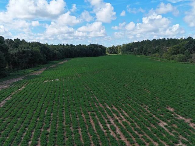 Land for sale in Webb, Alabama
