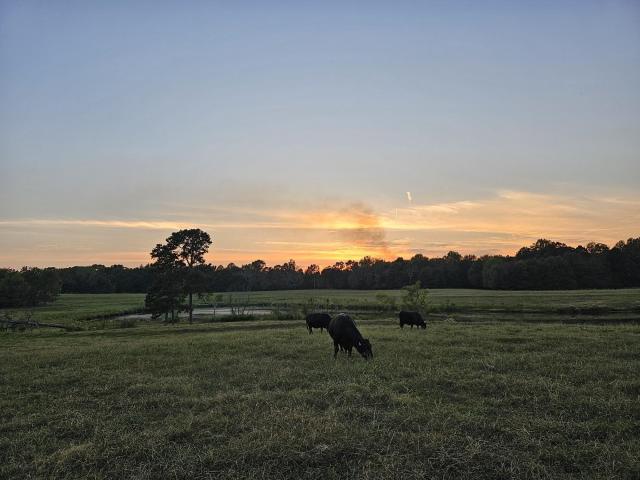 Land for sale in Alabama
