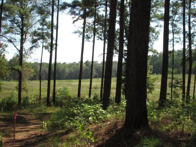 Land for sale in Woodville, Tyler County
