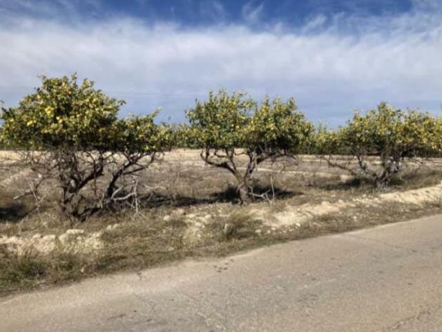 Terreno en venta en Área Metropolitana de Murcia, Murcia