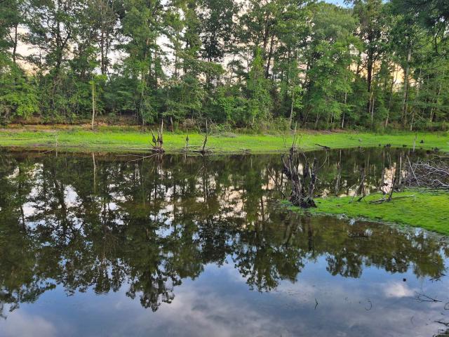 Land for sale in Evergreen, Alabama
