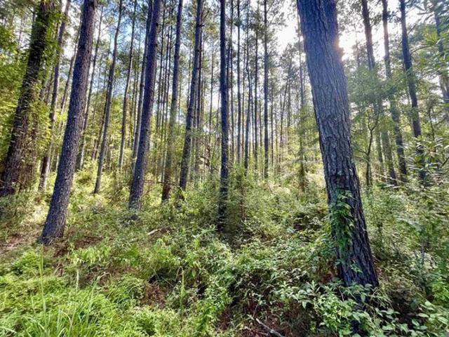 Land for sale in Saint Helena, Louisiana