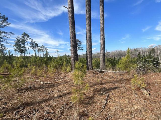 Land for sale in Philadelphia, Mississippi