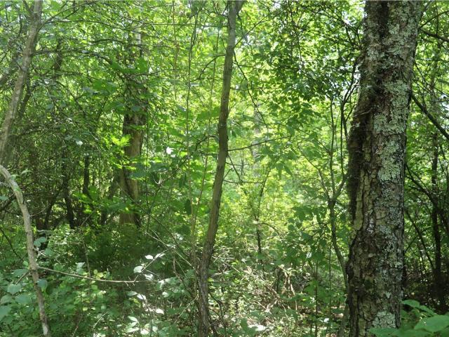 Farm for sale in Ligonier, Pennsylvania