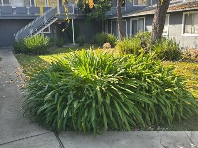 Apartment for rent in Mountain View, California