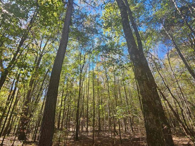 Land for sale in Mentone, Alabama