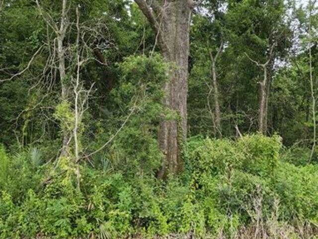 Land for sale in Morehouse, Louisiana