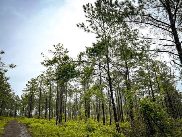 Land for sale in Jasper, Texas