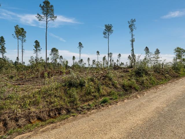 Land for sale in Mount Olive, Mississippi