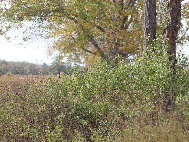 Land for sale in Candler, Georgia