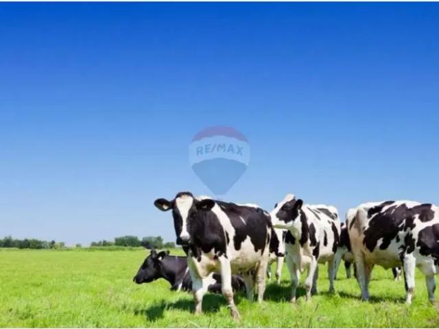 Fazenda aluguel em Chiador, Minas Gerais