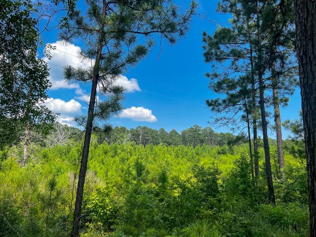 Land for sale in Sabine, Texas