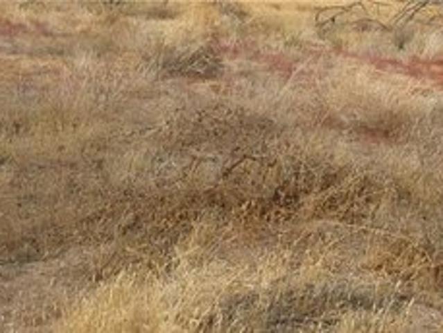 Land for sale in Lost Hills, California