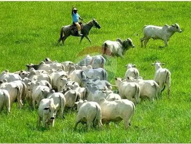 Fazenda aluguel em Região Geográfica Imediata de Três Rios-Paraíba do Sul, Três Rios