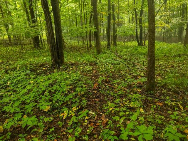 Land for sale in Wisconsin