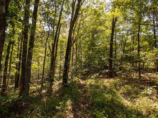 Land for sale in Silerton, West Tennessee
