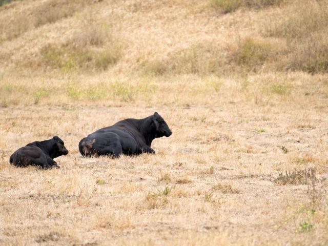 Land for sale in San Juan Bautista, California