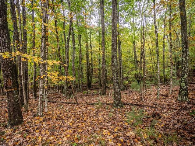 Land for sale in West Virginia