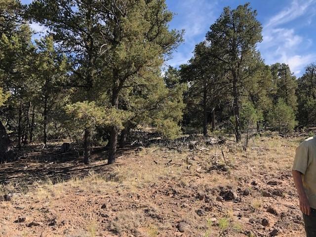 Land for sale in New Mexico
