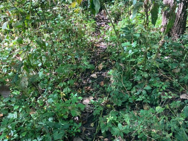 Farm for sale in Ringgold, Iowa