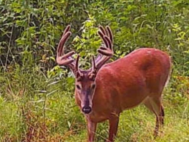 Land for sale in Eubank, Kentucky