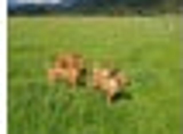 Land for sale in Murchison, Tasman