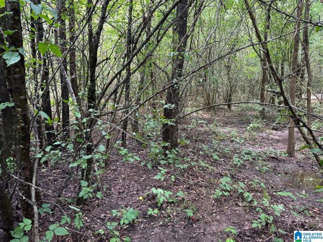 Land for sale in Odenville, Alabama