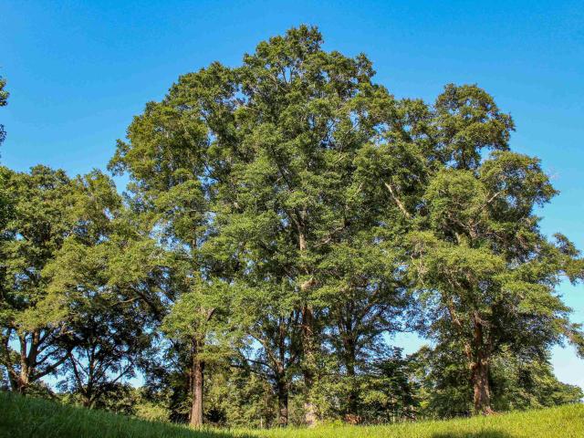 Land for sale in Jasper, Alabama