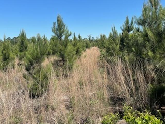 Land for sale in Dodge, Georgia